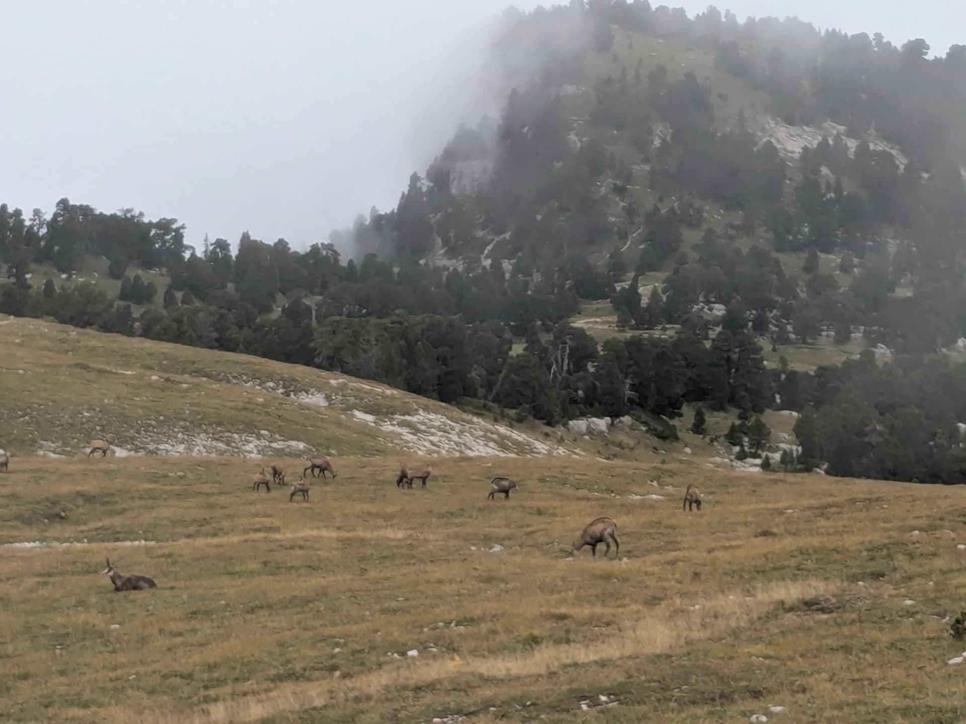 On the ridges of the Chartreuse